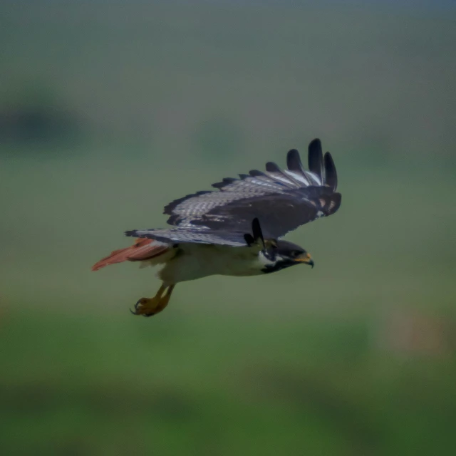 a red - ed hawk is flying in a blurred landscape