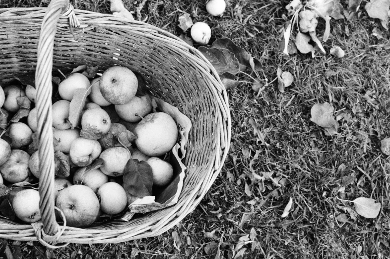 the apples have fallen apart in the basket