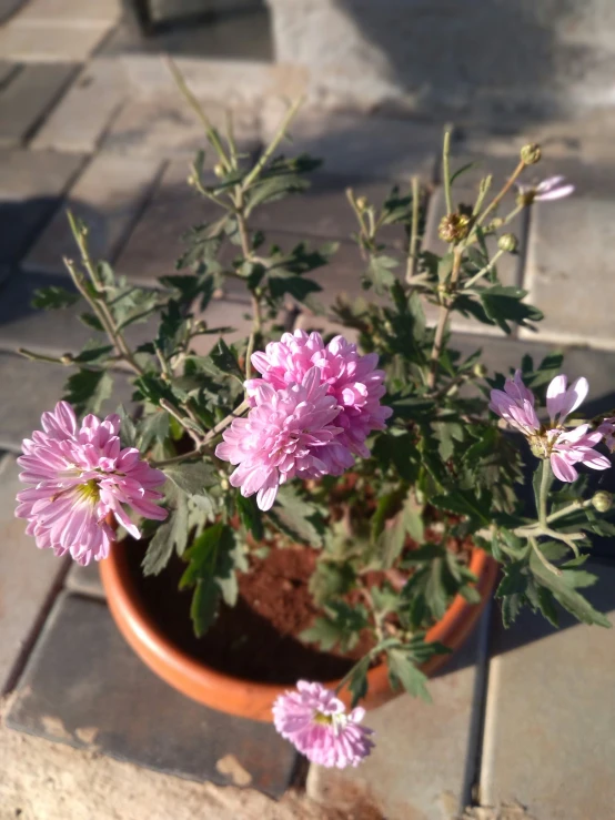 pink flowers in a pot on the ground