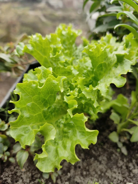 a planter is growing lettuce in the garden