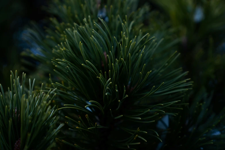 the nches of green evergreens in a forest