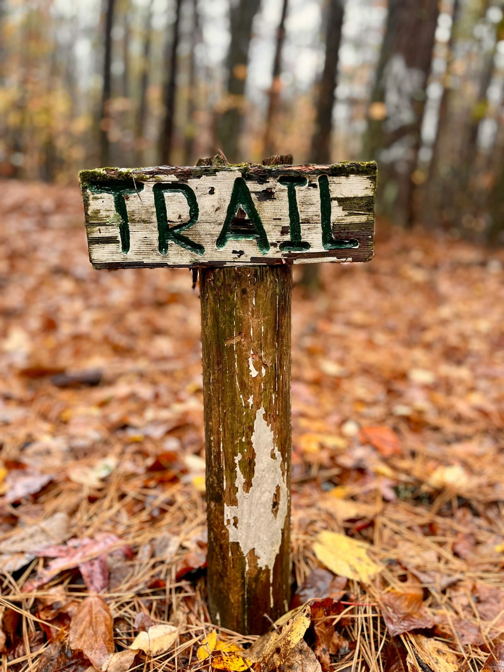 a brown post in the woods with a sign on top