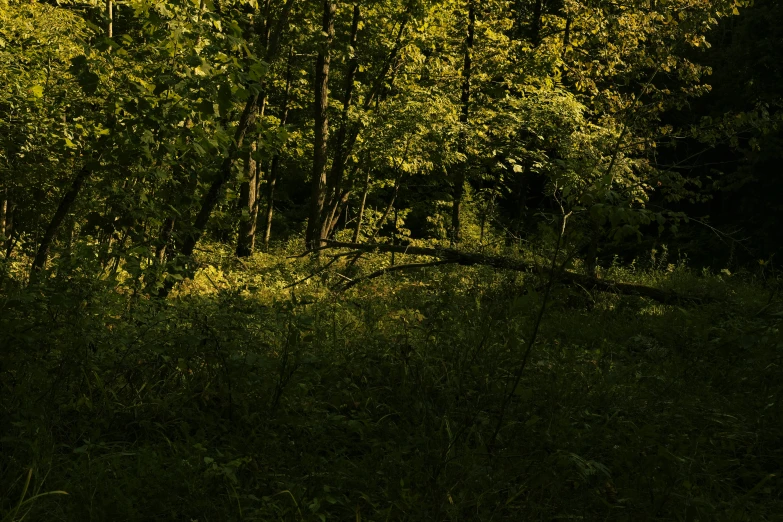 a large wooded area is lit up with sunlight