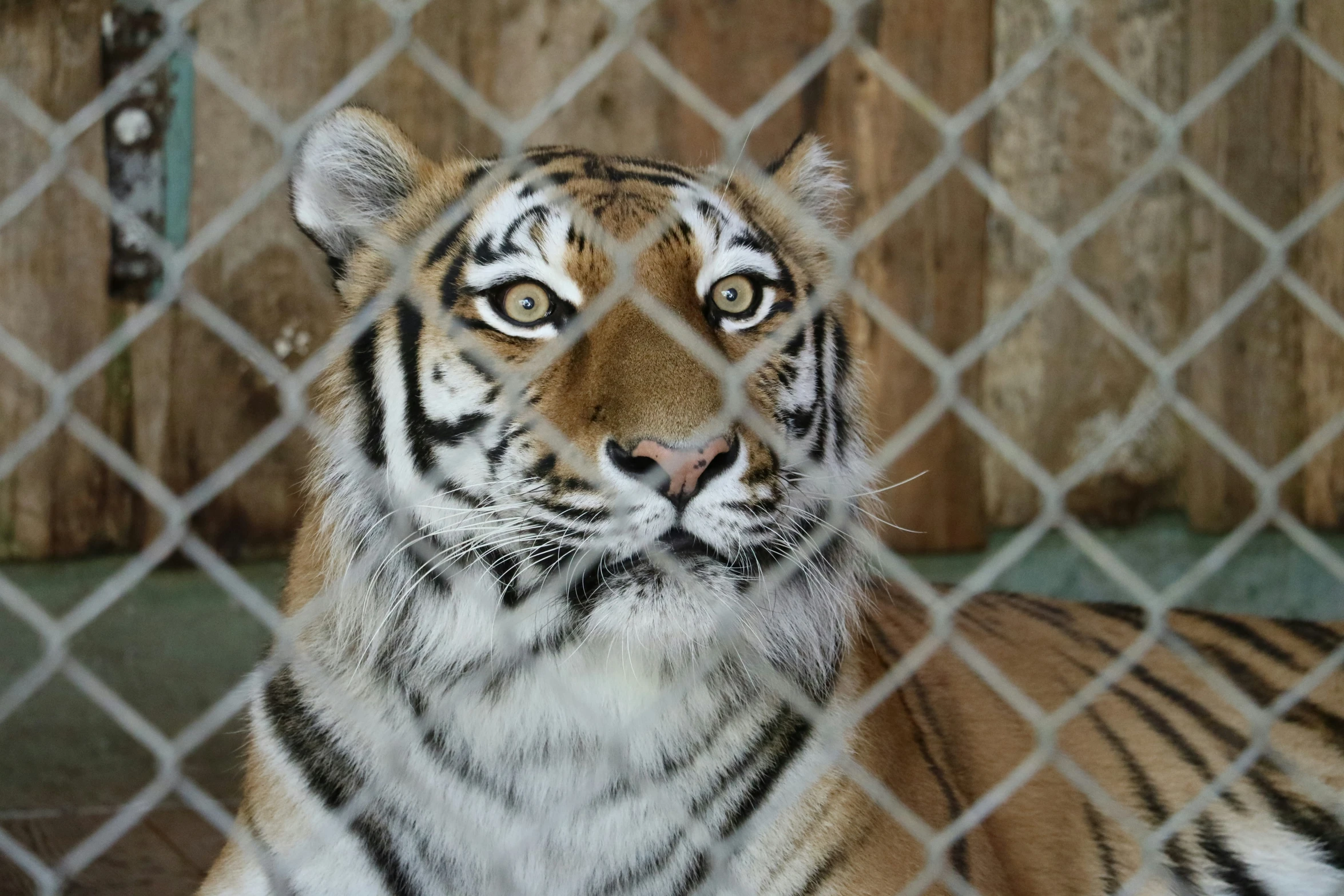 a tiger laying down next to a wooden fence