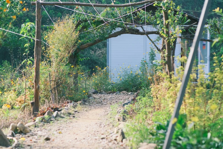 a dirt road that is bordered by bushes