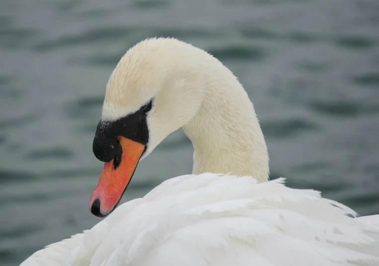 a white swan is shown next to the water