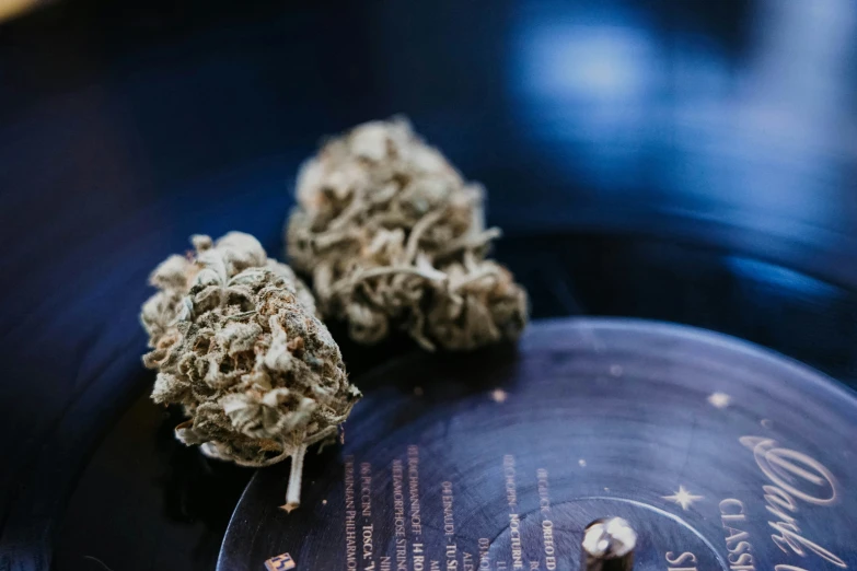 an up close view of some marijuana buds on a record