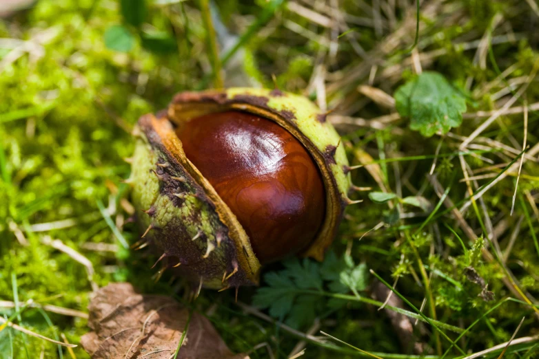 a close up of a mushroom on the ground