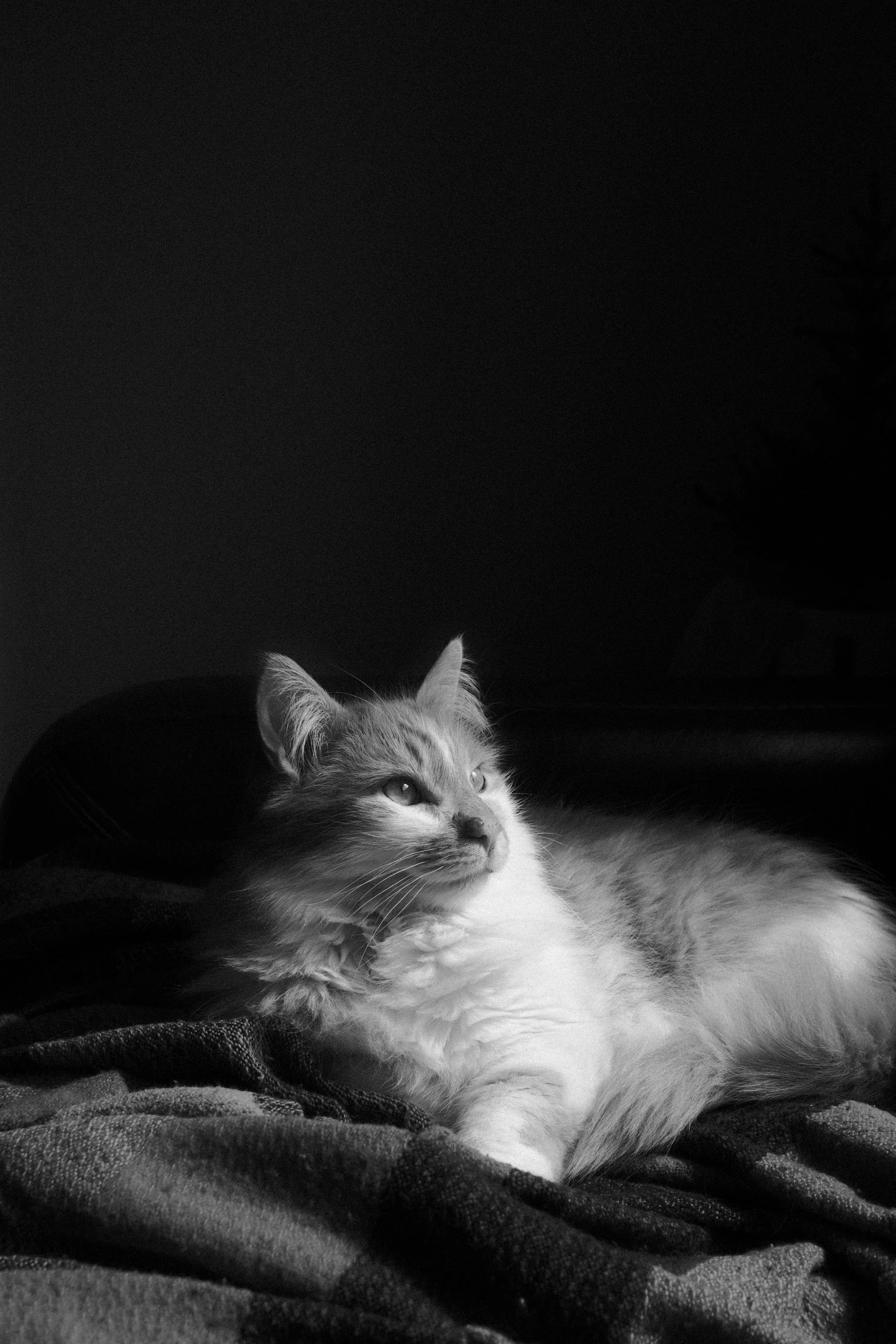 black and white po of a cat lying down