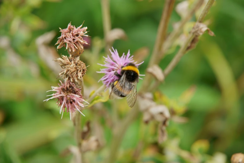 a close up of a flower with some kind of bee on it