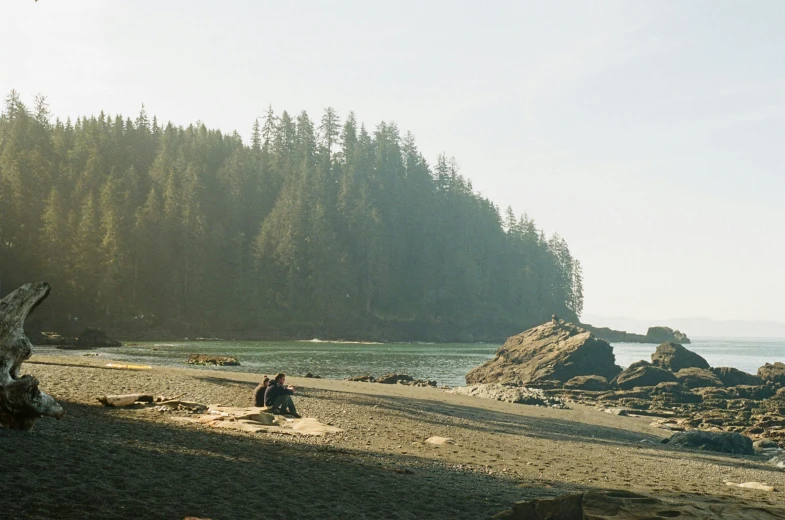 a sandy beach next to an ocean filled with lots of pine trees