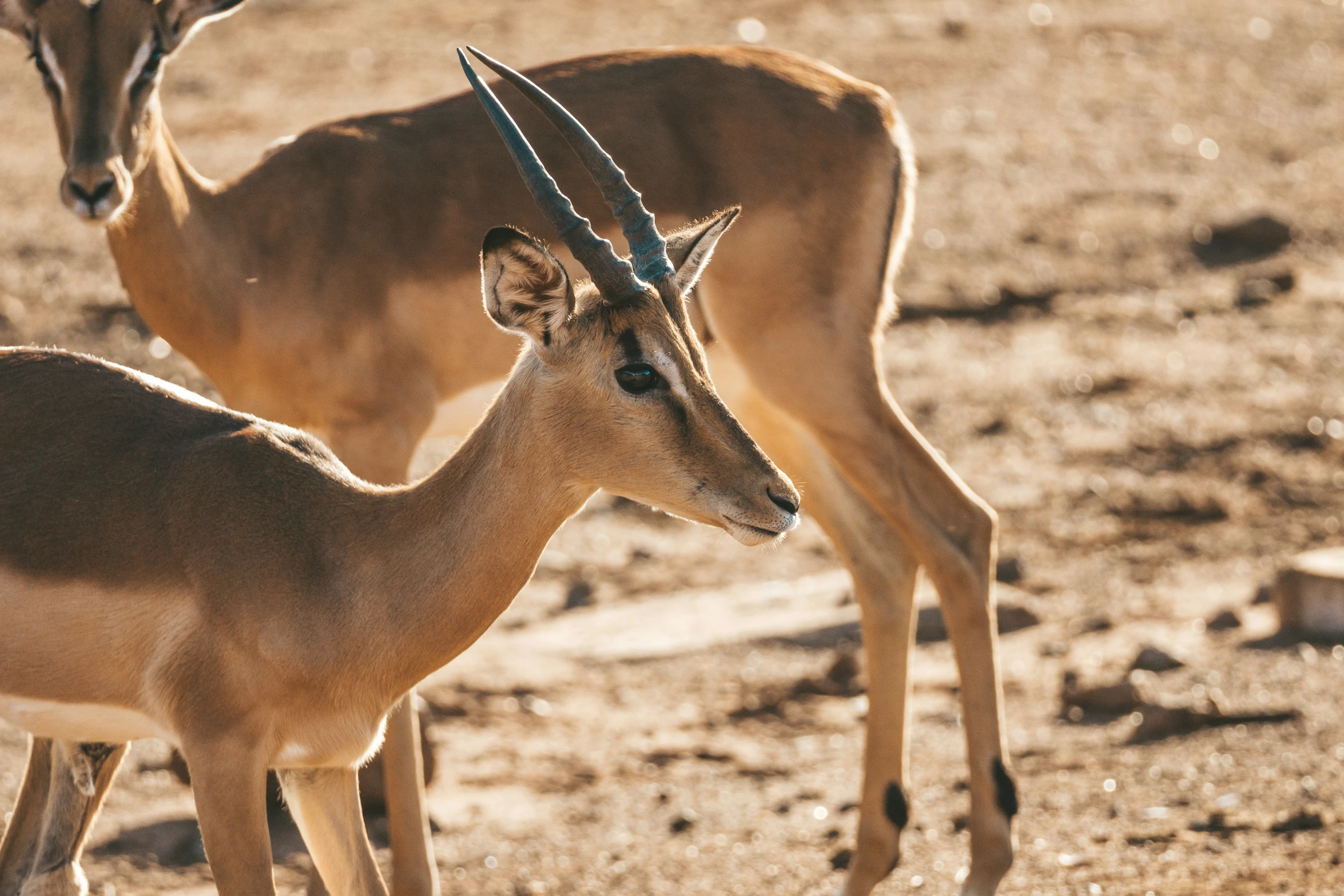 two antelopes looking straight at the camera with horns still attached