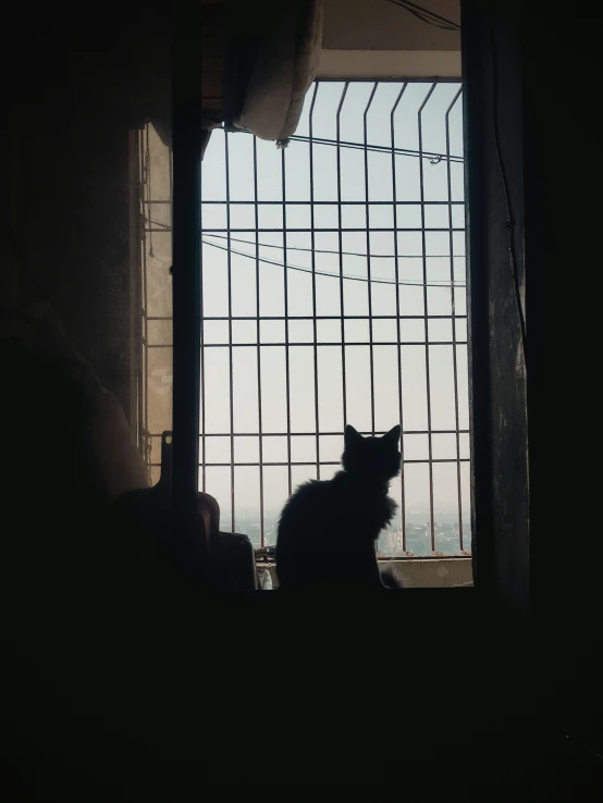 a cat is sitting against a wire fence