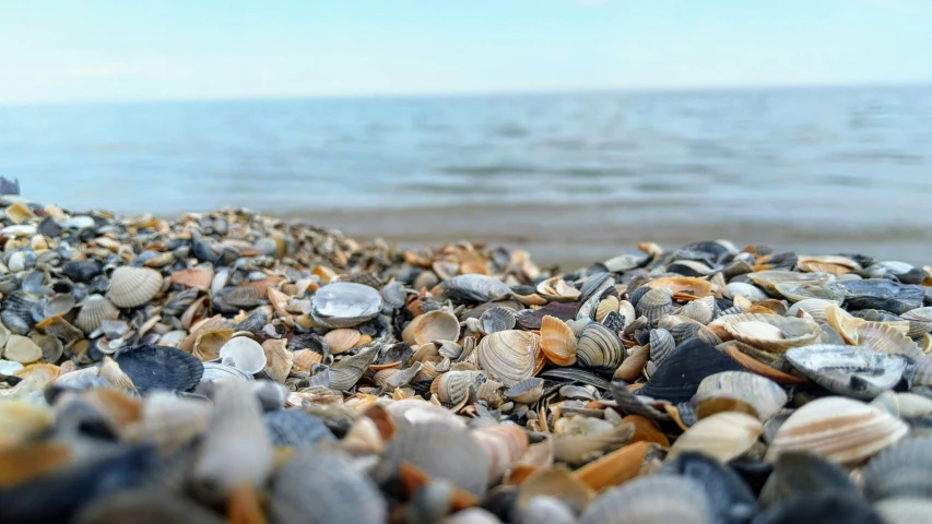 shells sitting on the beach with the ocean in the background