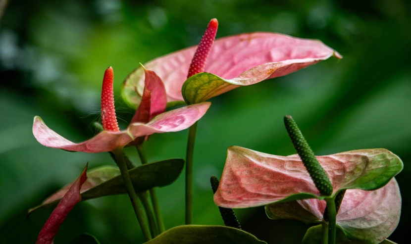 the flowers appear to be quite attractive on the plant