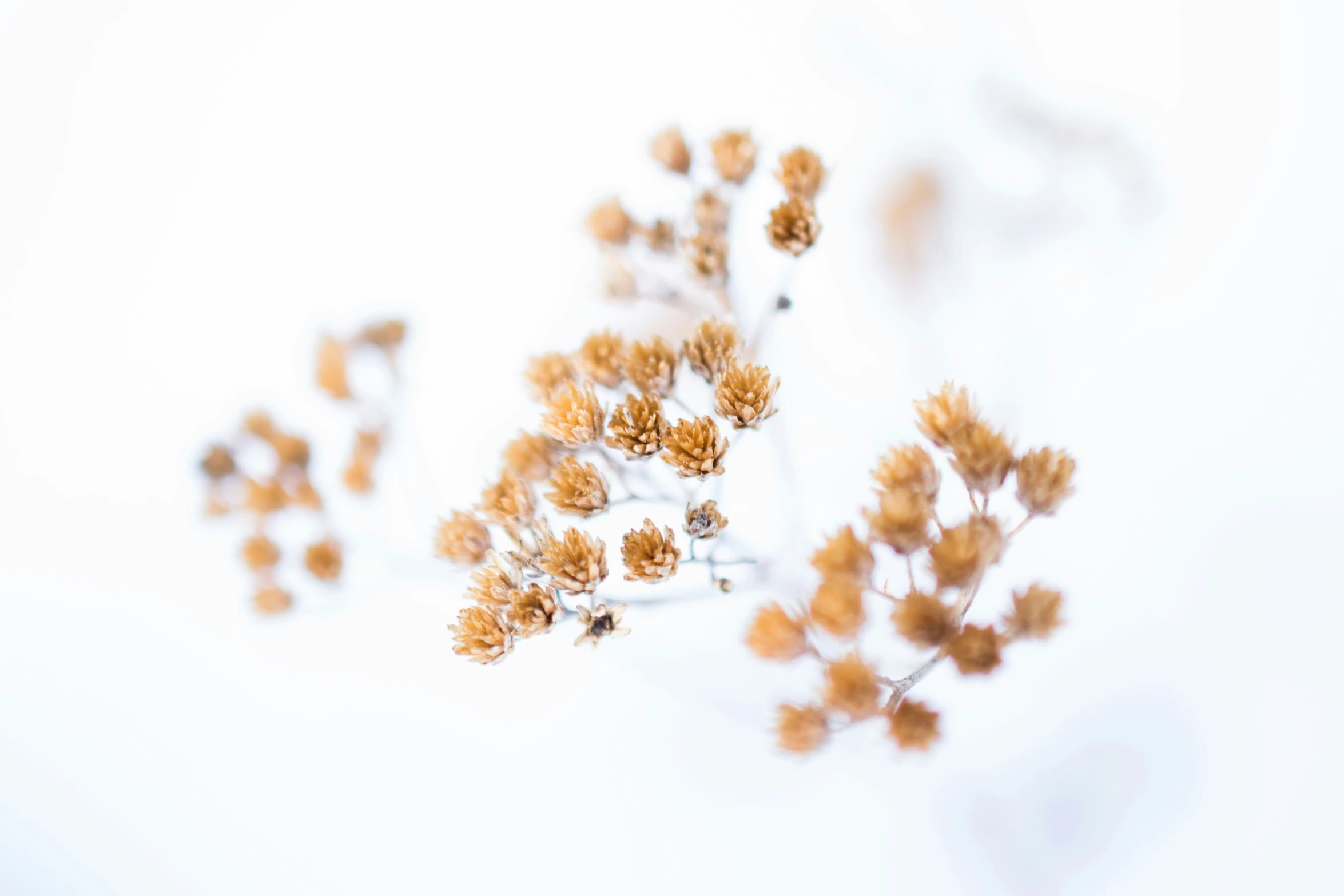 plants are depicted against a white background