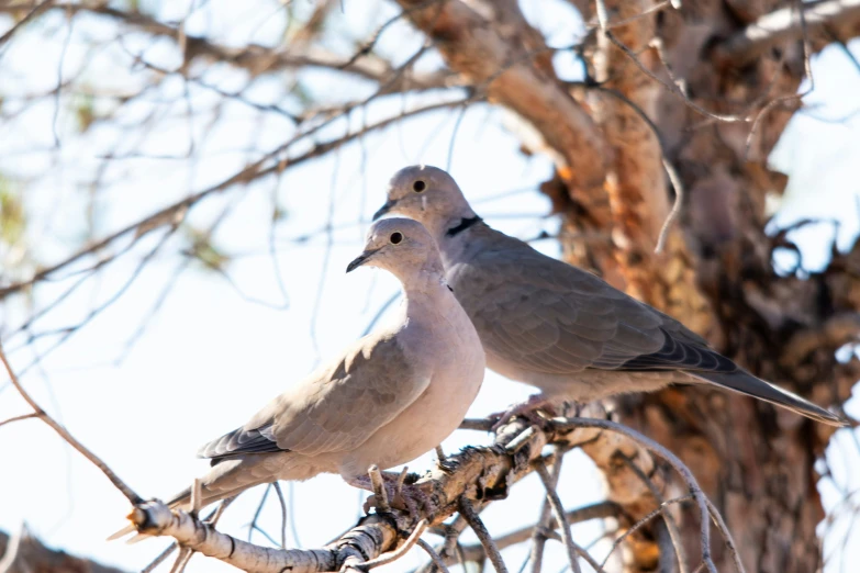 two doves sit on tree nches with no leaves