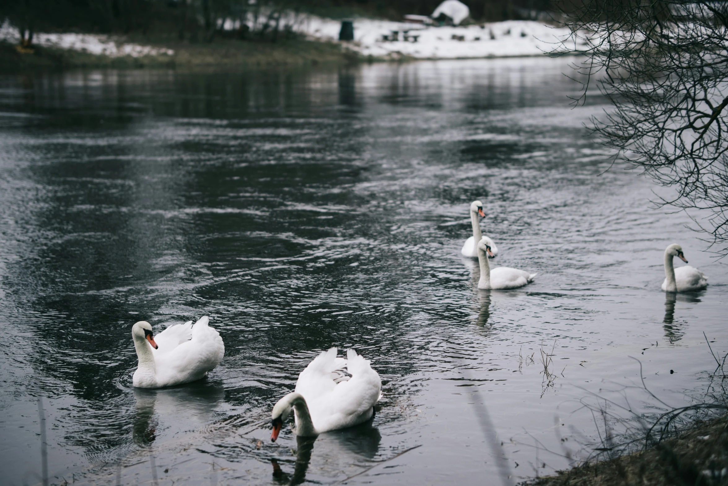 several white swans floating on top of a river