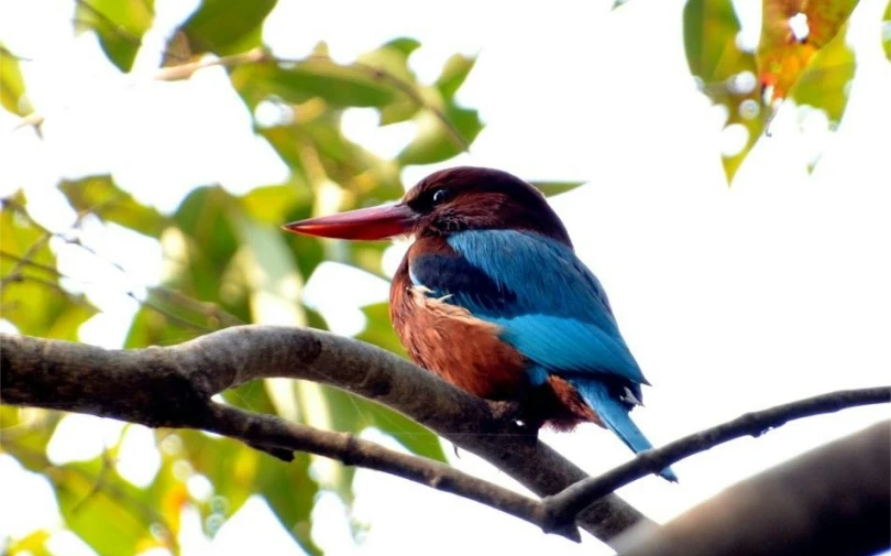 a colorful bird perched on top of a tree