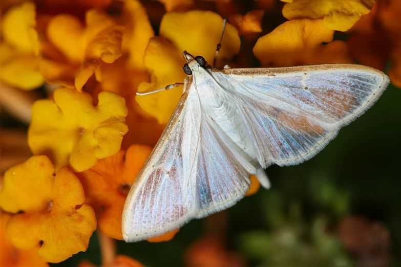 a white erfly on some yellow flowers