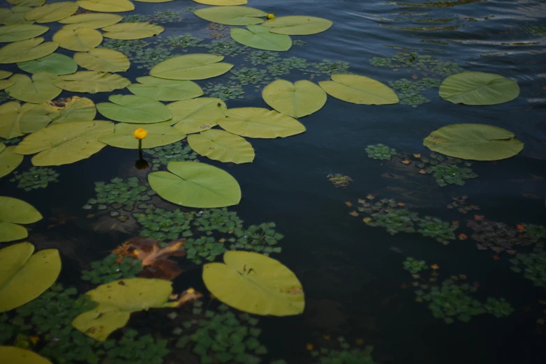 an area of green water lilies growing on the surface