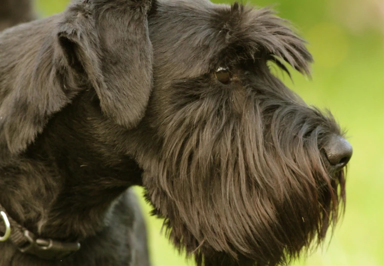 a black dog standing next to a green grass field