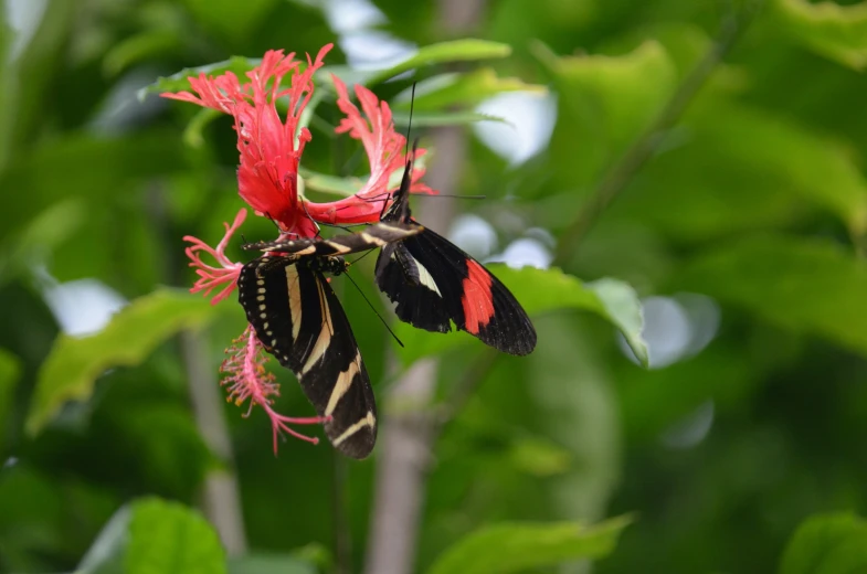 two small erflies that are on some flowers