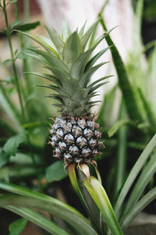 this pineapple is on the tip of a plant