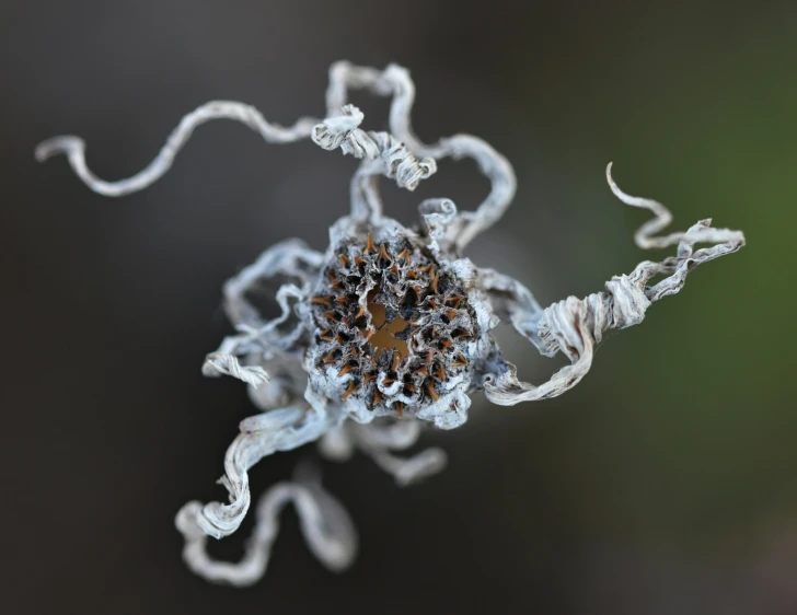 the detailed structure of the flower is blurry