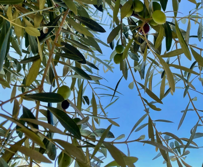 an olive tree with lots of fruits growing in it