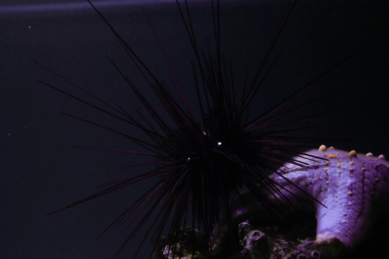 a sea urchin on a reef at night