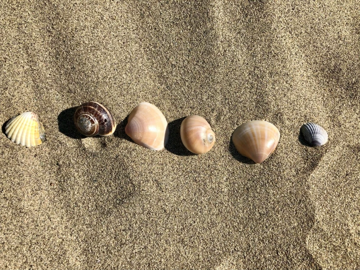 six seashells and a starfish lying on the sand