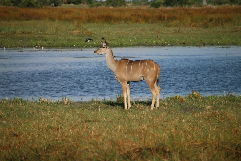 a deer looks at the water from the grass