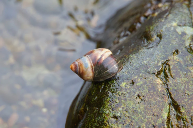 there is a snail crawling on the green mossy rock