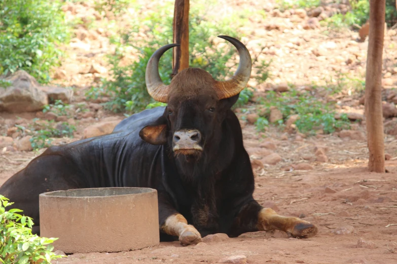 an animal with horns laying down near a cement block