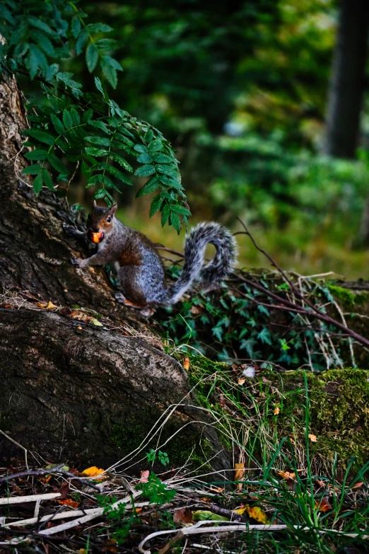 squirrel eating soing in the forest by some rocks