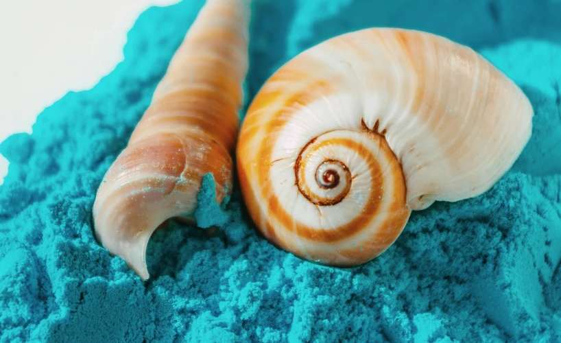 two sea shells laying on top of blue powder