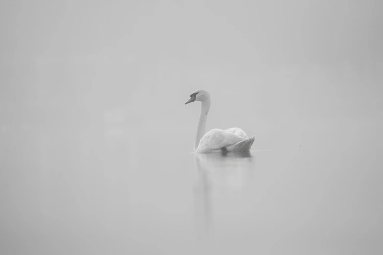 black and white po of a swan on water