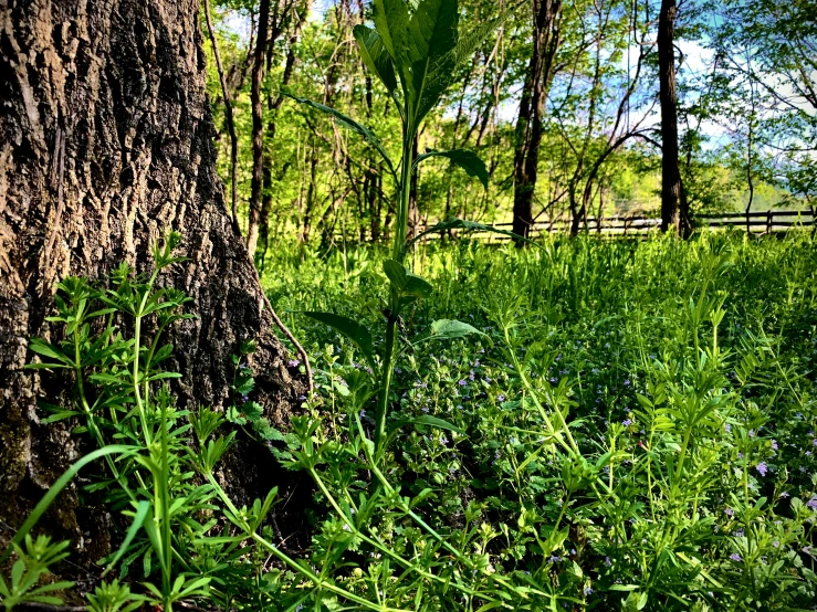 there is a leaf in the middle of this field