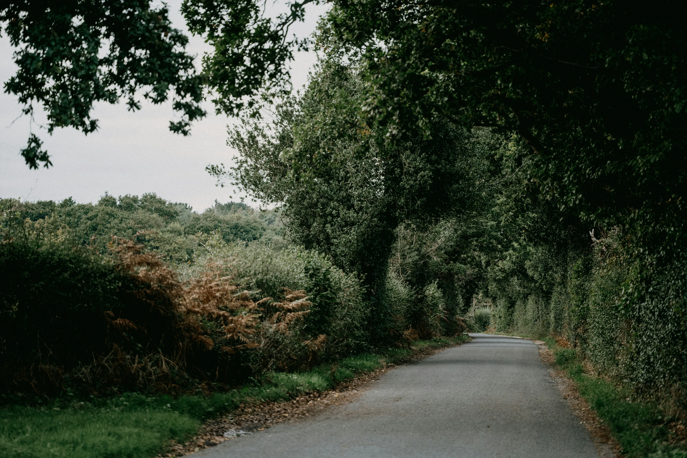 a long narrow road leading to an island of plants