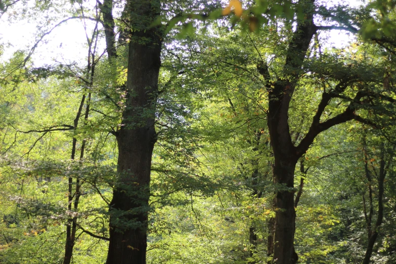 an image of a forest with horses in the grass