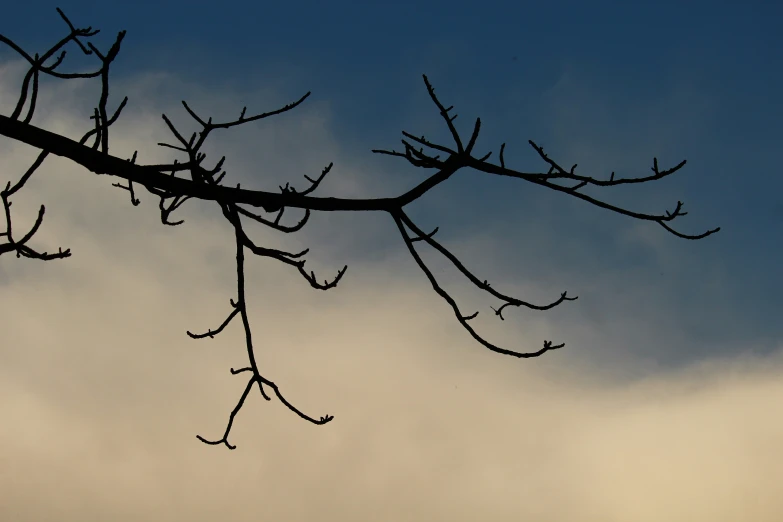 a silhouette of a tree nch in front of the sky