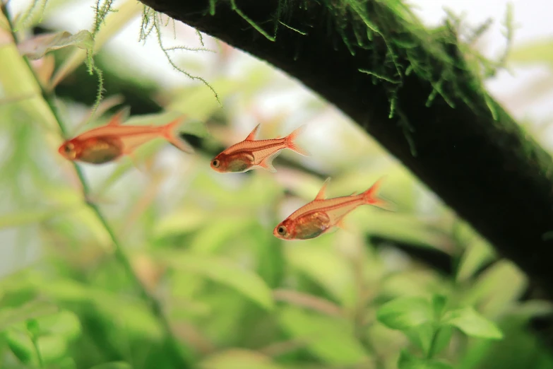 orange fishes are swimming in an aquarium