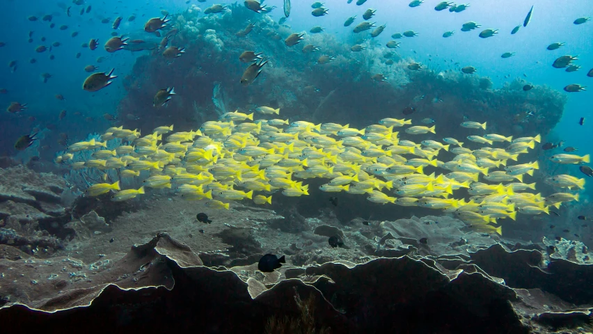 this is a school of small yellow fish