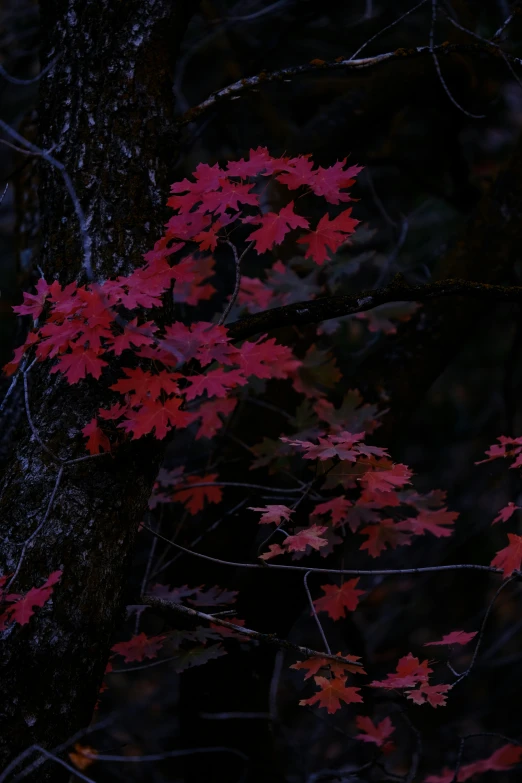 this is a tree with many leaves