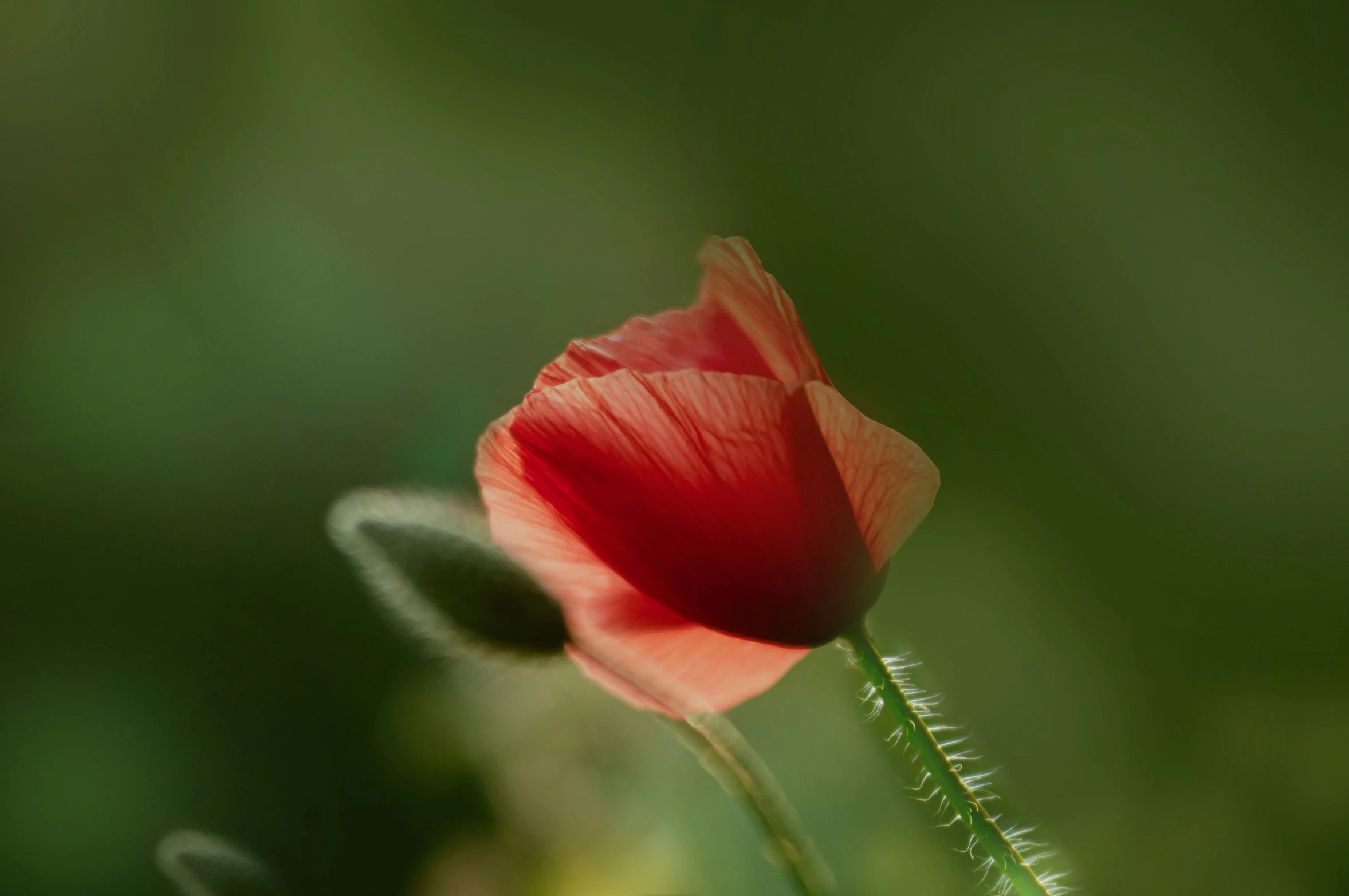 a red flower is standing alone in the sun