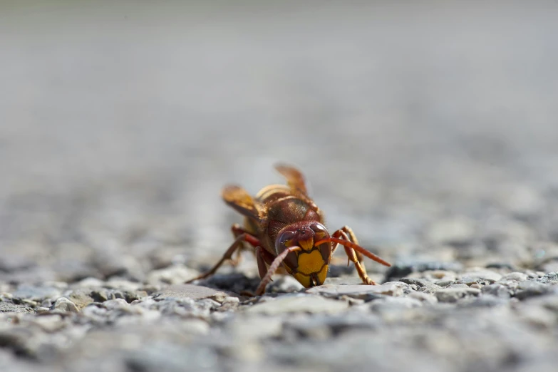 there is a fly sitting on the pavement