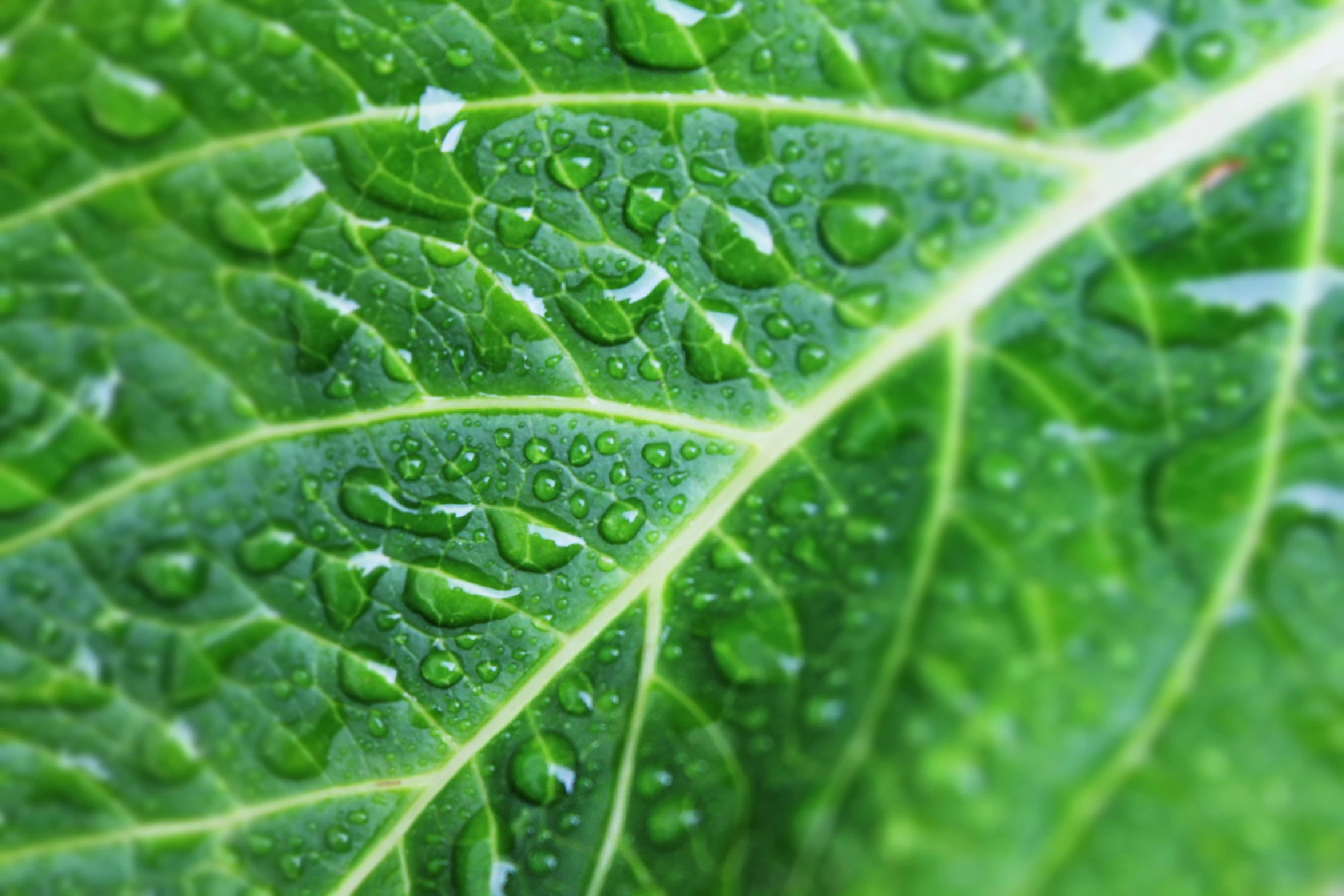 a close up s of the underside of a green leaf