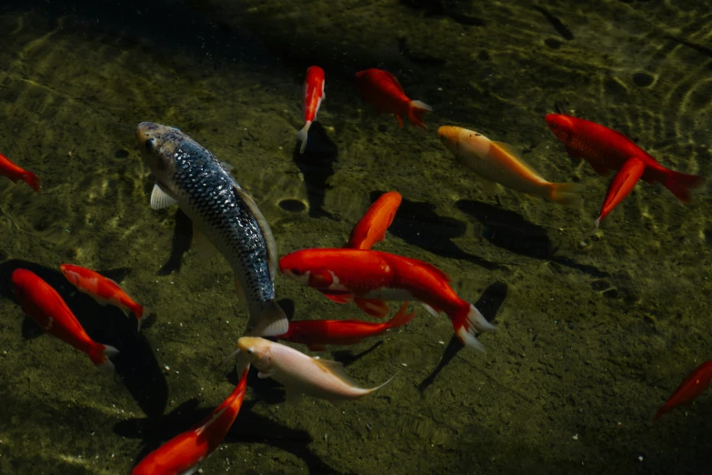 a group of orange and blue koi are swimming