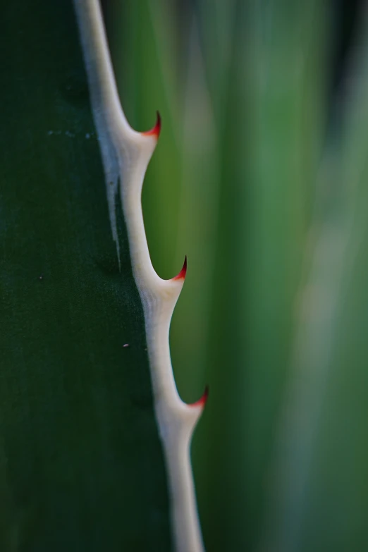 an image of some green plant with a white stem